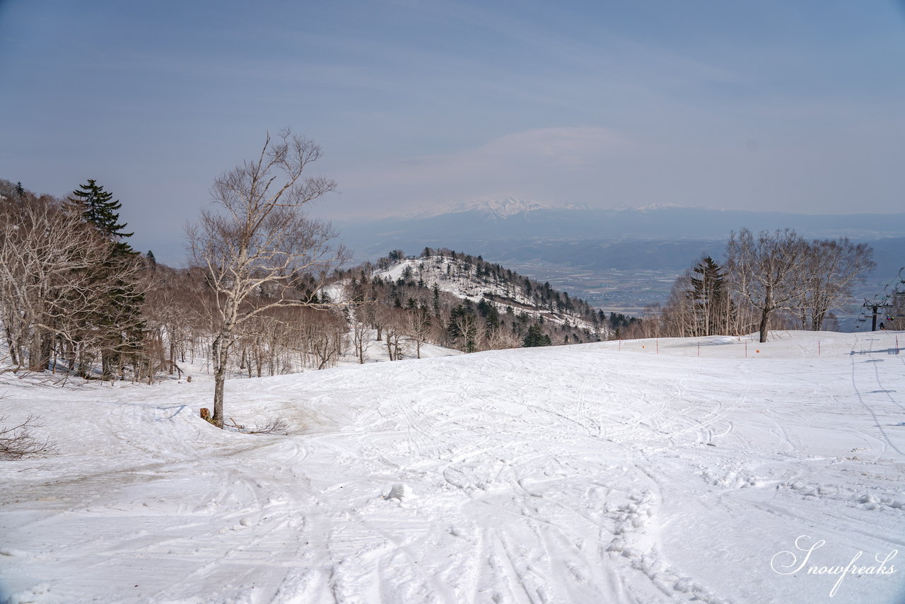 富良野スキー場　さすが富良野！4月24日現在、山麓までの全長約3,000ｍロングコースがオープン中(^^)/